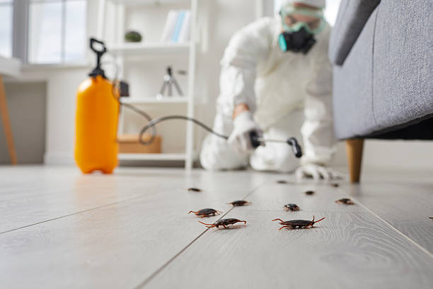 Affordable Termite Control solutions in Bremen, OH